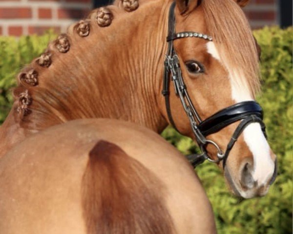 horse Gentleman (German Riding Pony, 2020, from Glück Auf A)
