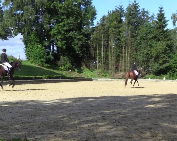 Reitturnier Schwerte-Gut Kückshausen 2024