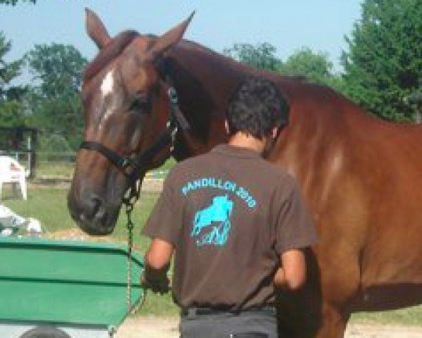 Springpferd My Lord (Selle Français, 2000, von Si Tu Viens)