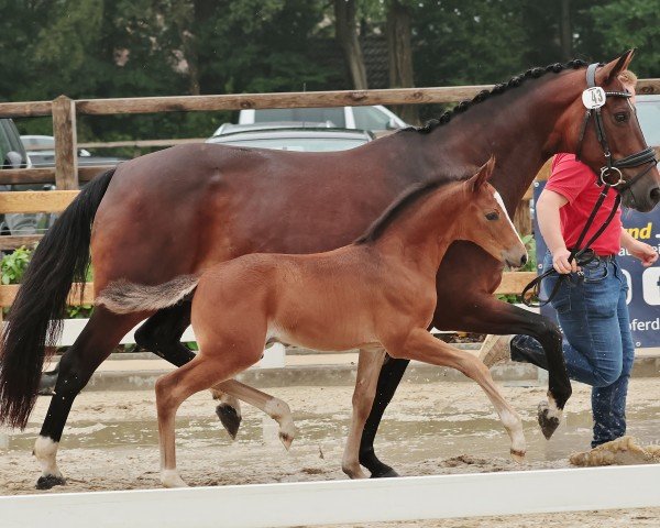 horse Dating Smiley's Herakles (German Riding Pony, 2024, from Dating's Smiley A)