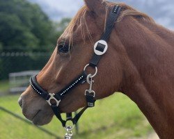 broodmare Diamonds Pearl (German Riding Pony, 2021, from Diamond Touch NRW)