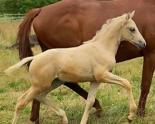 horse La Pina Colada (German Warmblood, 2024, from Ghost of Winnetou RW)