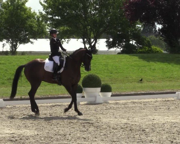 Reitturnier Langenfeld 2024