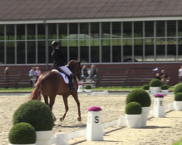 Reitturnier Langenfeld 2024