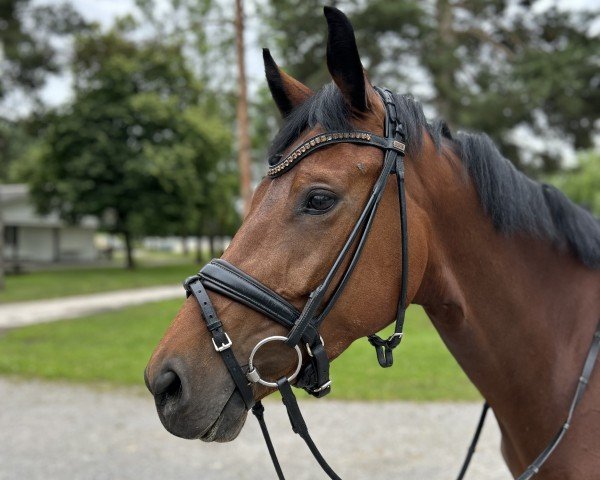 dressage horse Viva West (Westphalian, 2019, from Valverde NRW)