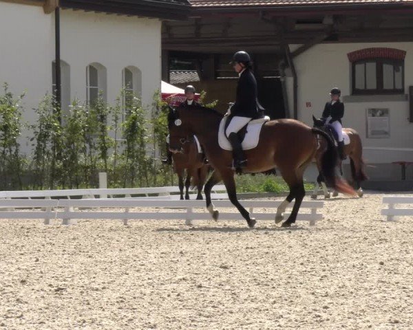 Reitturnier Avenches 2024