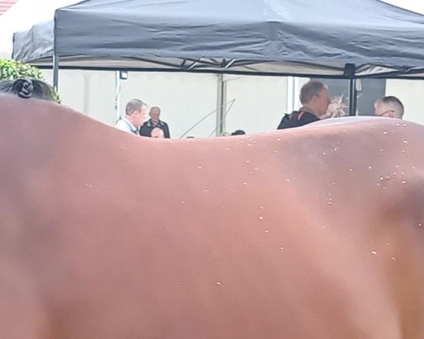 Westfälische Stuten- und Fohlenschau Wettringen 2024