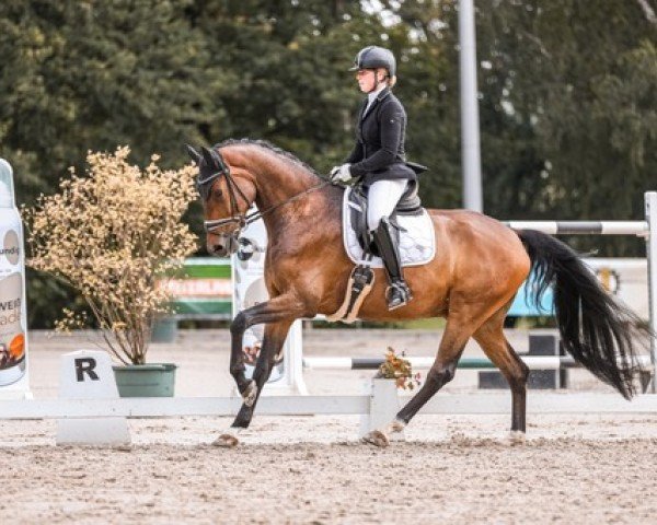 dressage horse Fürstenberg 27 (Hanoverian, 2018, from Fürstenball)