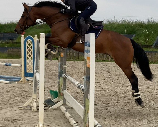 horse Catch Me VA (Holsteiner, 2020, from Chopin VA)