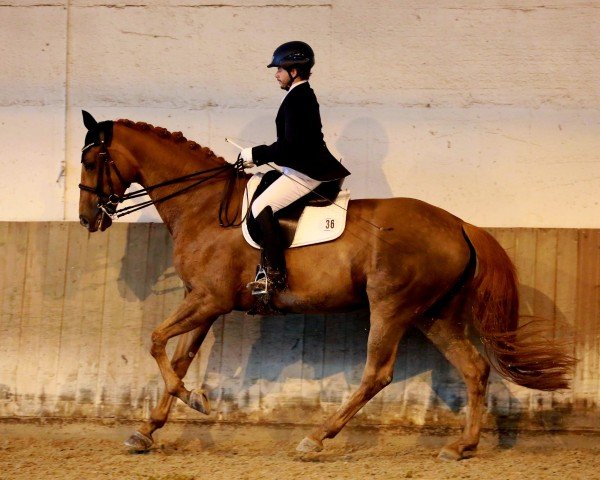 horse Fleur en rouge (Hanoverian, 2012, from Fürst Nymphenburg)