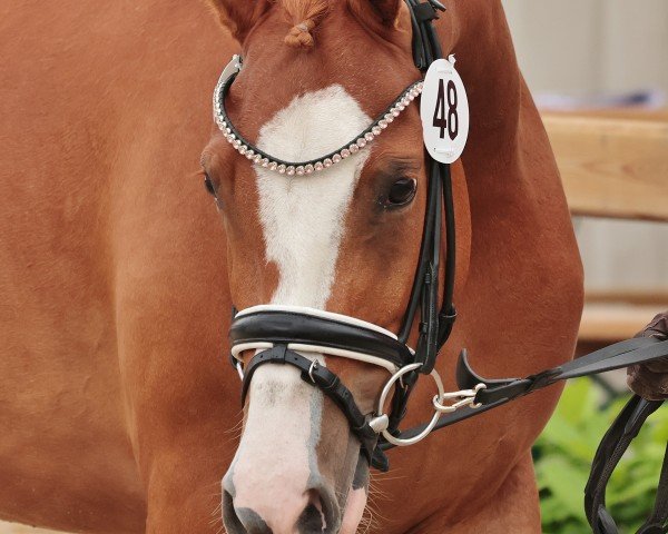 broodmare Never stop Dreaming HJN (German Riding Pony, 2021, from Fs Numero Uno)