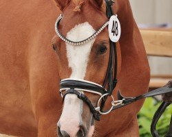 Zuchtstute Never stop Dreaming HJN (Deutsches Reitpony, 2021, von Fs Numero Uno)