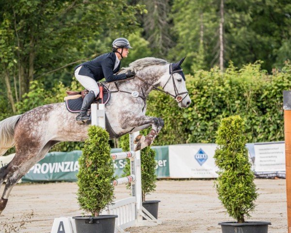 Springpferd Comtess 215 (Oldenburger Springpferd, 2017, von Cartwright 2)