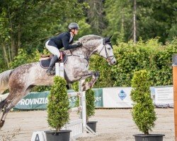 jumper Comtess 215 (Oldenburg show jumper, 2017, from Cartwright 2)