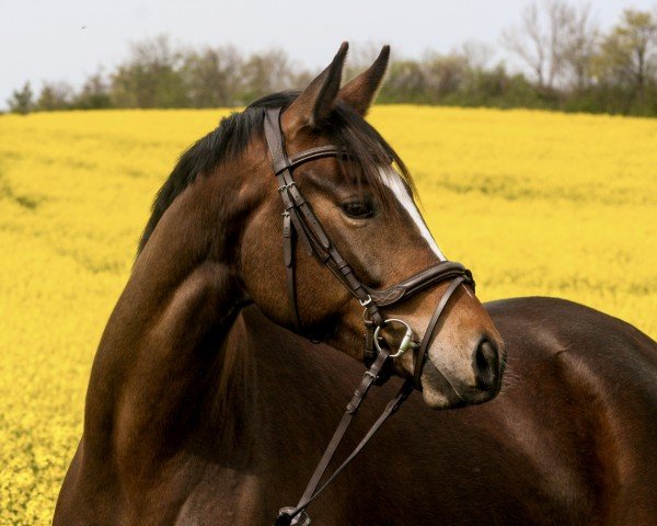 broodmare Ives Madeira (Trakehner, 2019, from Münchhausen)