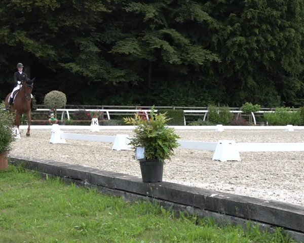 Reitturnier Grüningen 2024