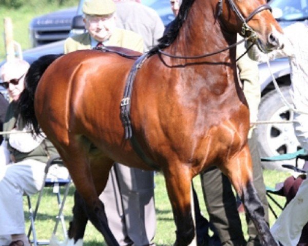 horse Rhyd Ddu Prince William (Welsh-Cob (Sek. D), 2011, from Llechfryn Josiwa) horse Rhyd Ddu Prince William (Welsh-Cob (Sek. D), 2011, from Llechfryn Josiwa)