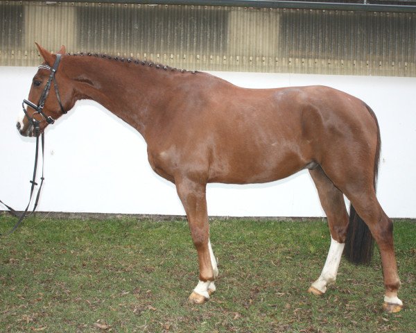 Dressurpferd Freduardt (Mecklenburger, 2010, von First Edition 10)