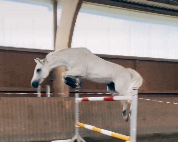jumper Carni (Holsteiner, 2007, from Cartani 4)