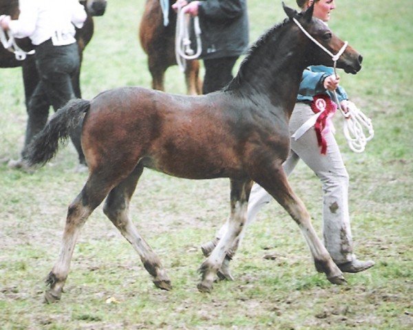 Pferd Abergavenny Achilles (Welsh-Cob (Sek. D), 2007, von Trevallion Picasso)