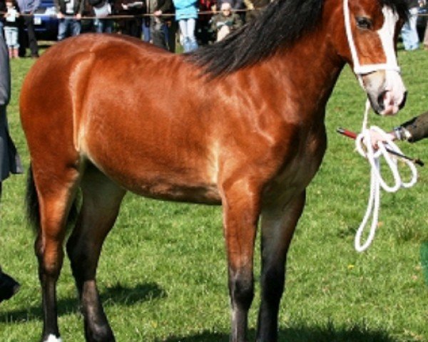 horse Abergavenny Princess Yasmin (Welsh-Cob (Sek. D), 2008, from Trevallion Picasso)