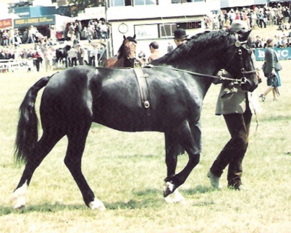 Stallone da monta Goodfellows Wizard (Welsh-Cob (Sez. D), 1978, di Parc Brigadier)