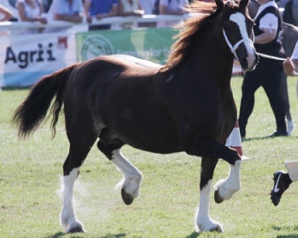 broodmare Ring Rosebud (Welsh-Cob (Sek. D), 2007, from Gwynfaes Culhwch)
