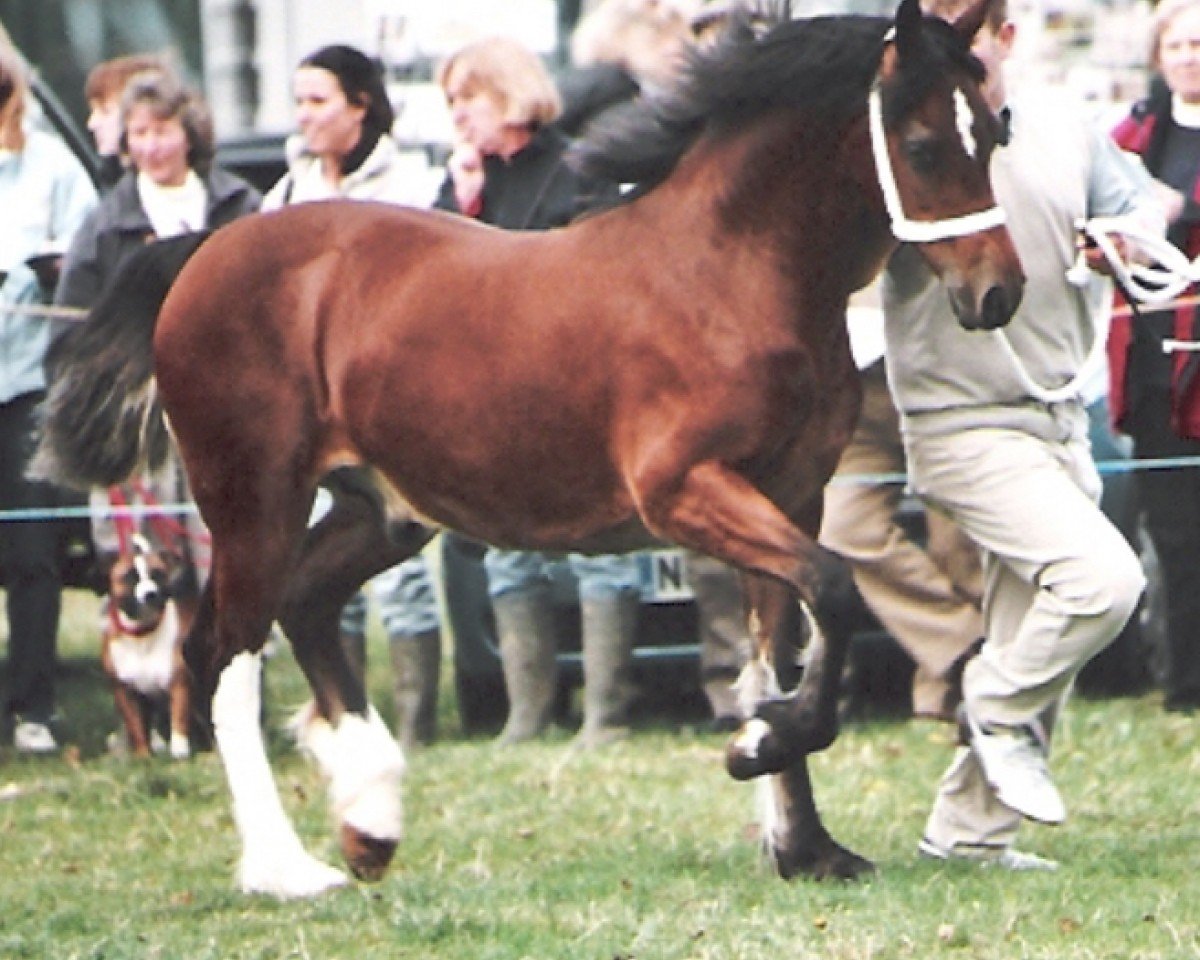 stallion Cascob Jack Flash (Welsh-Cob (Sek. D), 2005, from Trevallion Temeraire)