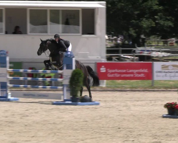 Reitturnier Langenfeld 2024