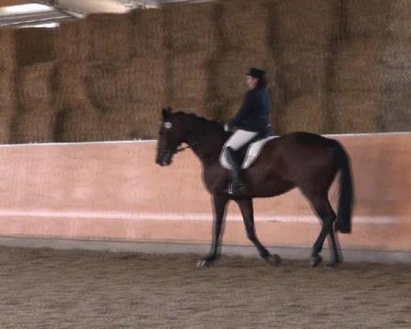 Reitturnier Marl 2012