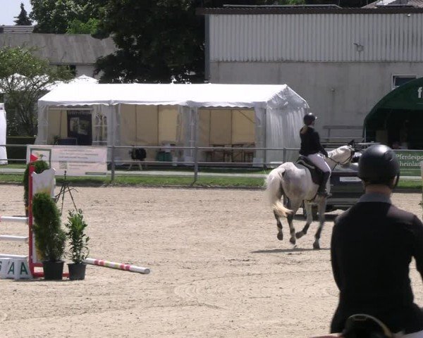 Reitturnier Langenfeld 2024