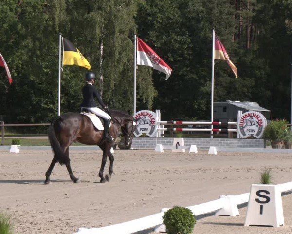 Reitturnier Luhmühlen 2024