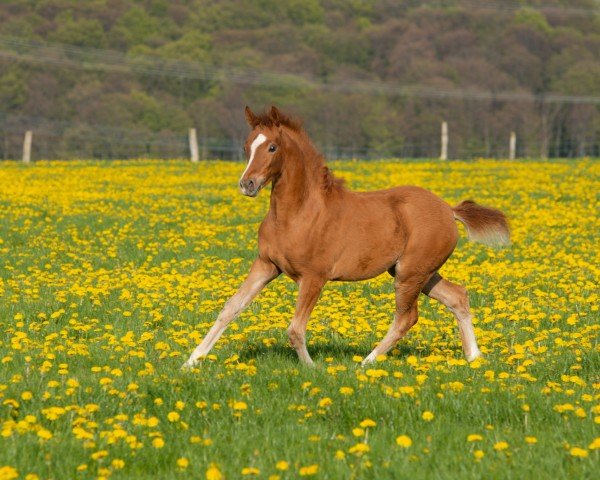 horse Stute von Hesselteichs Golden Dream / FS Champion de Luxe (German Riding Pony, 2023, from HET Golden Dream)