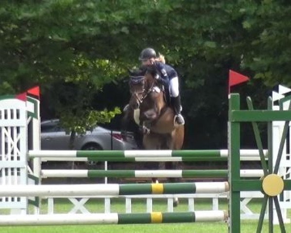 stallion AMD All Together Now (German Riding Pony, 2005, from Auenhof's Allstar)