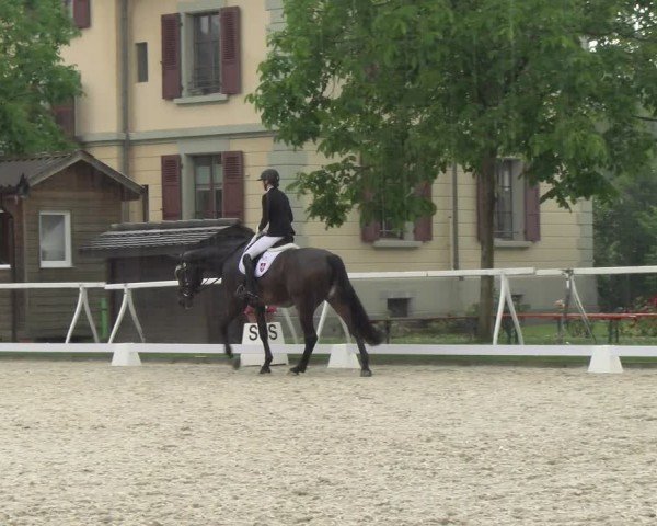 Reitturnier Avenches 2024