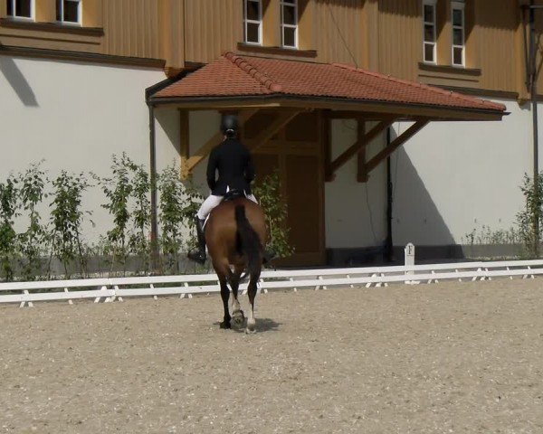 Reitturnier Avenches 2024