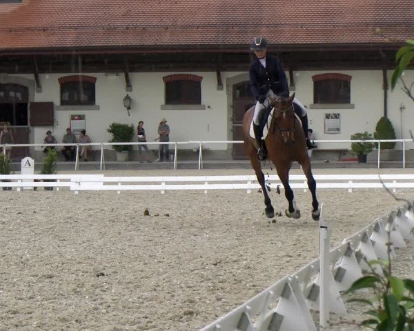 Reitturnier Avenches 2024