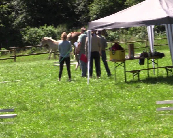 Westfälische Stuten- und Fohlenschau Stünzel 2024