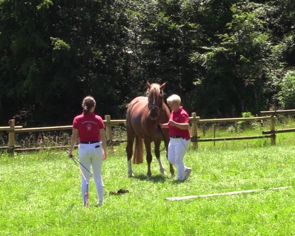 Westfälische Stuten- und Fohlenschau Stünzel 2024