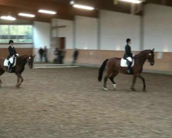 Dressurtage auf Gut Hohenkamp am 13. und 14.10.2012 in Dorsten