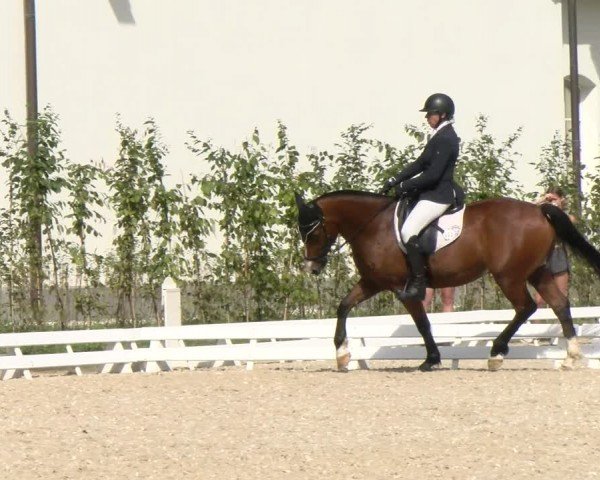 Reitturnier Avenches 2024
