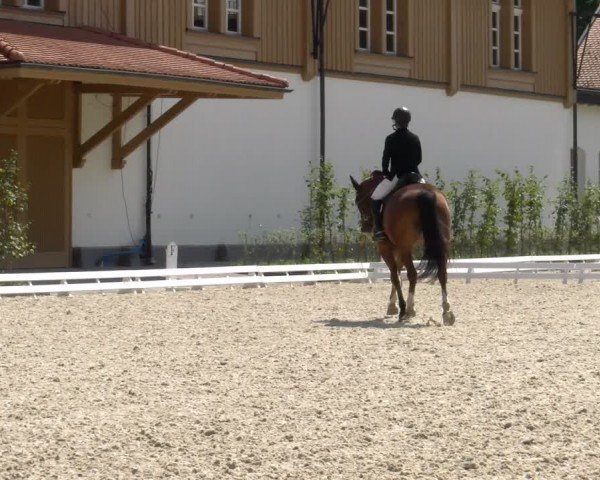 Reitturnier Avenches 2024