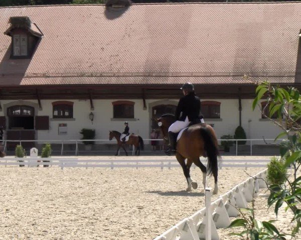 Reitturnier Avenches 2024