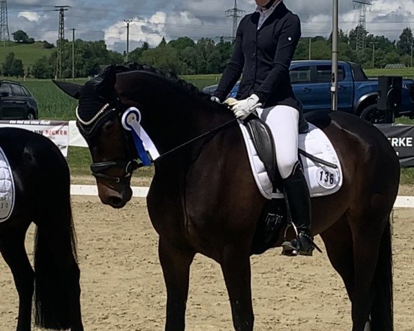 Pferd O'Hara-Dine Verébus (KWPN (Niederländisches Warmblut), 2019, von Glock's Taminiau)