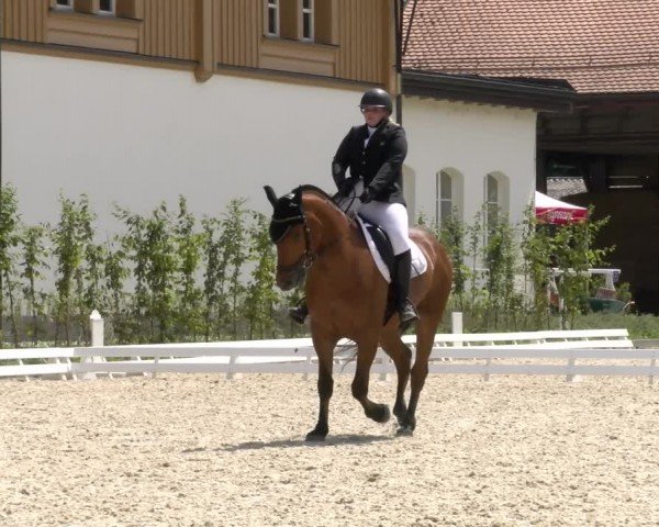 Reitturnier Avenches 2024