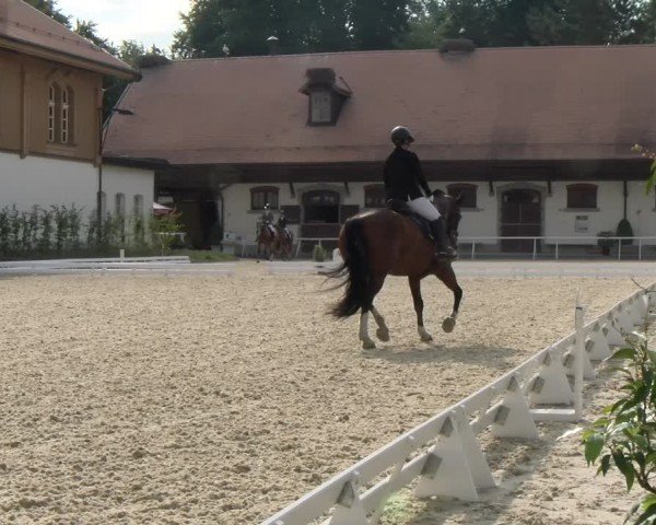 Reitturnier Avenches 2024