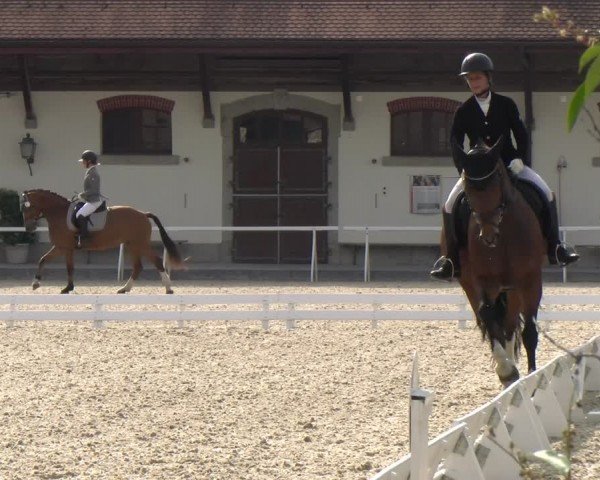 Reitturnier Avenches 2024