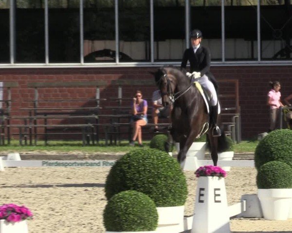 Reitturnier Langenfeld 2024
