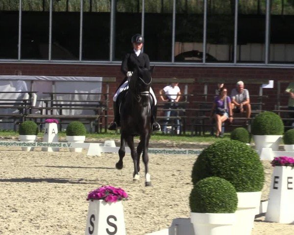 Reitturnier Langenfeld 2024