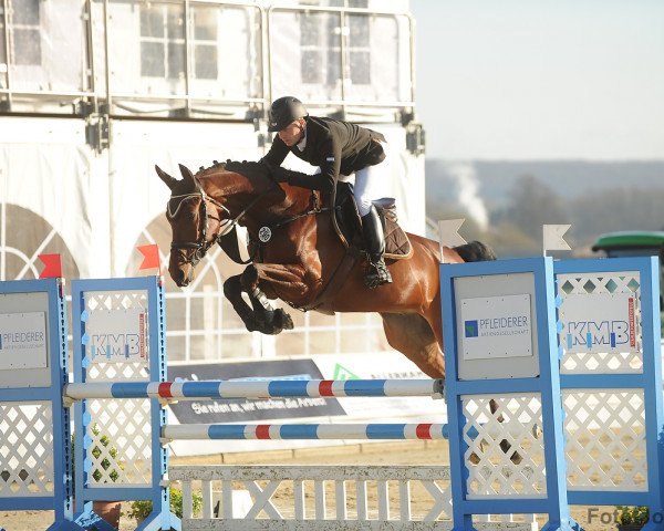 Springpferd Coulthard 16 (Westfale, 2010, von Captain Fire)